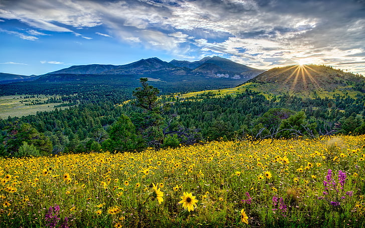 Flagstaff City In Arizona Beautiful Fields With Mountain Sunflowers Flowers Forest With Trees Sunrise Blue Sky With Clouds Landscape Wallpaper Widescreen 4547×2842, HD wallpaper
