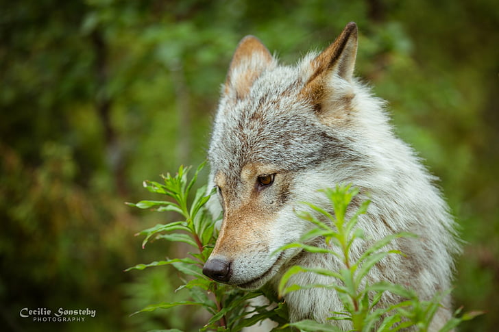 Animal, Wolf, Close-Up, Face, HD wallpaper