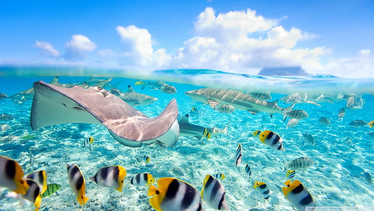 Stingray grigio e squalo, pesce, mare, vista divisa, Stingray, Bora Bora, Sfondo HD