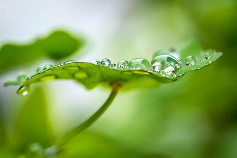 green leaf with water dew, Green leaf, small, water, drops, dew, AF, Micro, Nikkor, 105mm, f/2.8, D  Green, Green  leaf, nature, drop, green Color, leaf, freshness, plant, raindrop, macro, close-up, wet, rain, environment, springtime, summer, HD wallpaper HD wallpaper