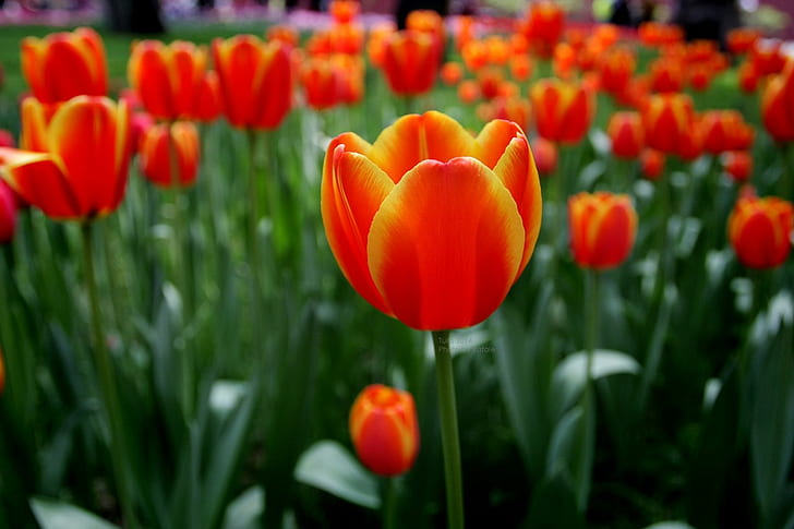 tulipanes, flores, naturaleza, Fondo de pantalla HD