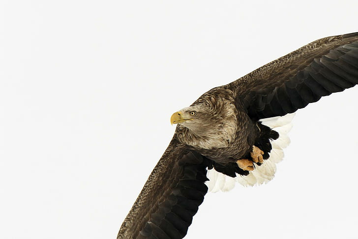 Aquila dalla coda bianca Giappone, bianco, aquila, giappone, coda, animali e uccelli, Sfondo HD