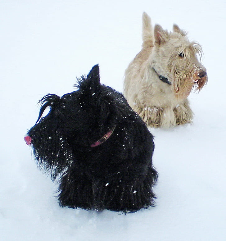 two black and white Scottish Terrier on snow covered ground, Black and White, Scottish Terrier, snow, ground, природа, украина, winter  city, animals, animal, dogs, dog, pets, terrier, purebred Dog, cute, puppy, canine, friendship, mammal, domestic Animals, white, small, west Highland White Terrier, fun, HD wallpaper