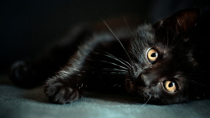 kot, zwierzęta, czarne koty, Tapety HD