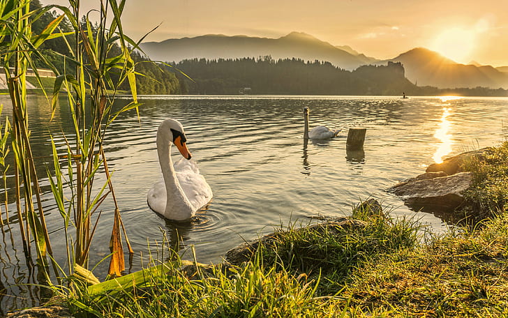 swan, river, landscape, sunset, lake, dawn, HD wallpaper