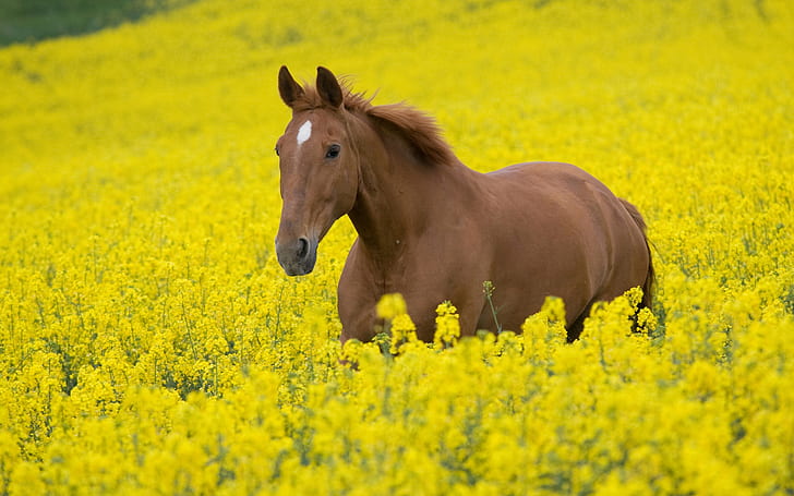 animals, Bright, color, eyes, face, fields, flowers, fur, grass, horses, landscapes, Mane, yellow, HD wallpaper