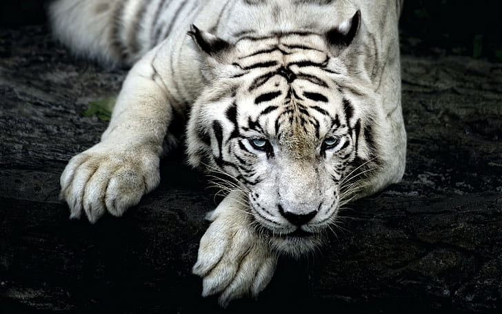 kucing besar, harimau, hewan, alam, harimau putih, Wallpaper HD