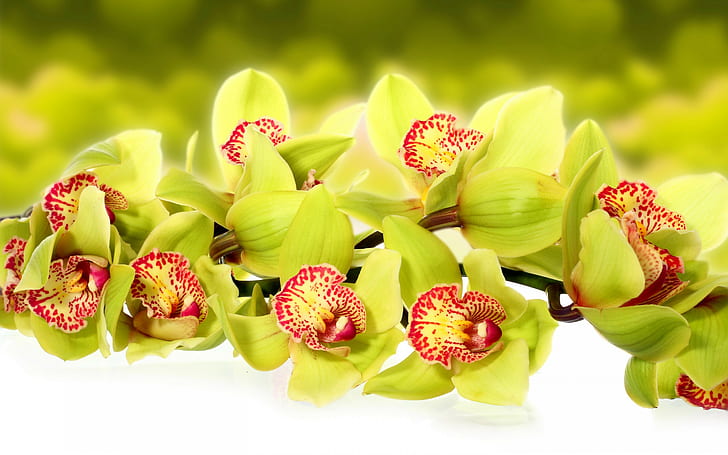 Orchids, flowers,macro, green and red daffodils, flowers, photo, orchids, macro, HD wallpaper