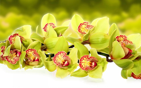 Narcisi verdi e rossi delle orchidee, dei fiori, della macro, fiori, foto, orchidee, macro, Sfondo HD HD wallpaper