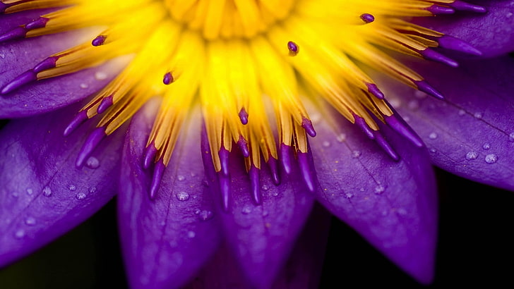 purple, water drops, lilies, flowers, HD wallpaper