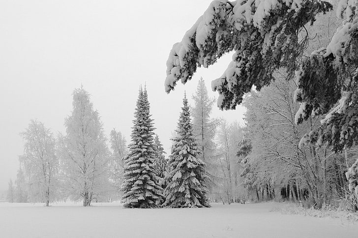 landskapsfotografering av tallar täckta med snö, natur, träd, snö, vinter, landskap, HD tapet