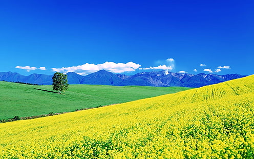 beauty, earth, fields, flowers, grass, green, hills, landscapes, mountains, nature, sky, spring, sunny, trees, yellow, HD wallpaper HD wallpaper
