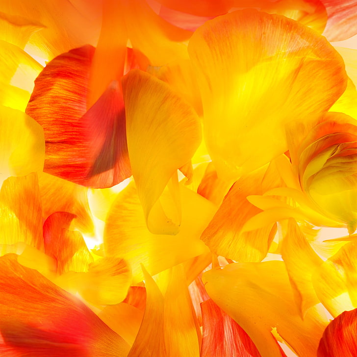 yellow and orange flower petals, petals, Samsung, Galaxy S5, Android Wallpaper, Stock Wallpaper, HD wallpaper