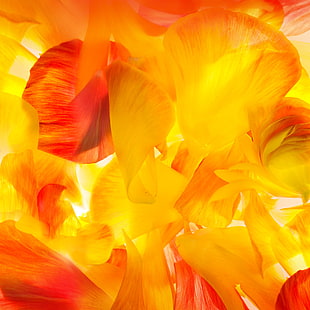 żółte i pomarańczowe płatki kwiatów, płatki, Samsung, Galaxy S5, Android Wallpaper, Stock Wallpaper, Tapety HD HD wallpaper