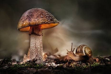 macro, snail, mushroom, HDR, HD wallpaper HD wallpaper