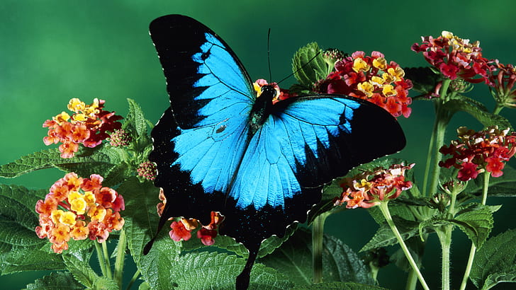 animales, azul, flores, insecto, mariposa, HD wallpaper