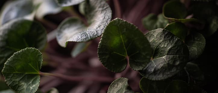 растения, листья, ультраширокие, широкоформатные, HD обои HD wallpaper