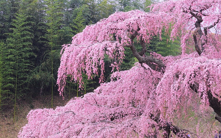 розовое лиственное дерево, дерево, цветок, цветение, весна, HD обои