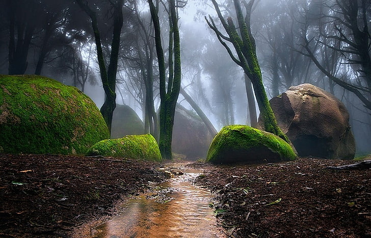 fragmento de piedra marrón, naturaleza, paisaje, Portugal, bosque, niebla, camino, musgo, árboles, agua, arroyos, arroyo, Fondo de pantalla HD