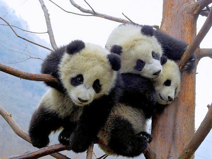 Cute Baby Panda, Animal, Lovely, Branches, cute baby panda, animal, lovely, branches, HD wallpaper