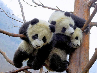 Cute Baby Panda, Animal, Lovely, Branches, cute baby panda, animal, lovely, ramas, Fondo de pantalla HD HD wallpaper
