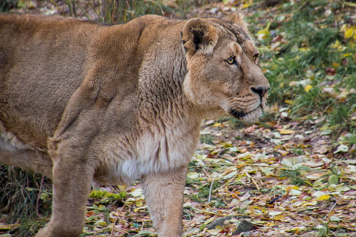 brown lioness, lioness, lion, predator, big cat, young, HD wallpaper