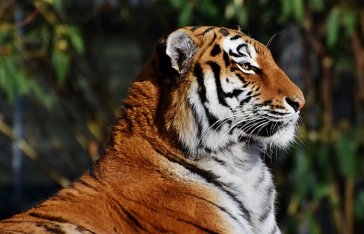 brown, white, and black tiger, tiger, muzzle, profile, big cat, HD wallpaper