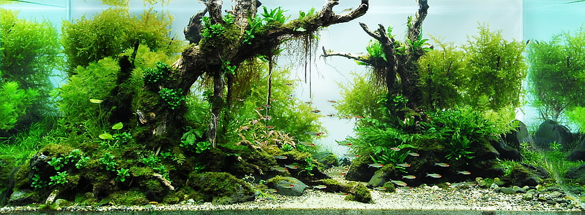 аквариум 3493x1286 Природни гори HD Art, АКВАРИУМ, HD тапет HD wallpaper
