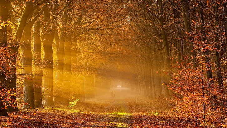 фотография на извиващ се път на криволичещ път, природа, дървета, гора, падане, слънчева светлина, клон, листа, слънчеви лъчи, парк, пътека, мъгла, двойка, HD тапет