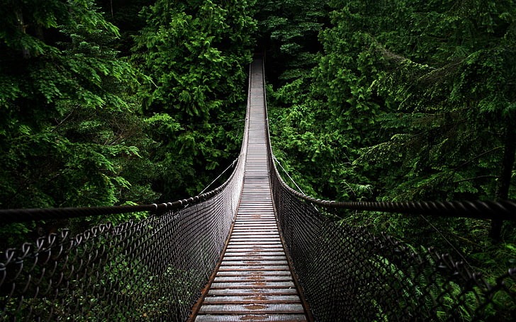 สะพานสีน้ำตาลสะพานธรรมชาติทิวทัศน์ต้นไม้สีเขียวเวเนซุเอลา, วอลล์เปเปอร์ HD