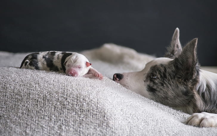Anjing, anak anjing, tempat tidur, Anjing, Anak Anjing, Tempat Tidur, Wallpaper HD