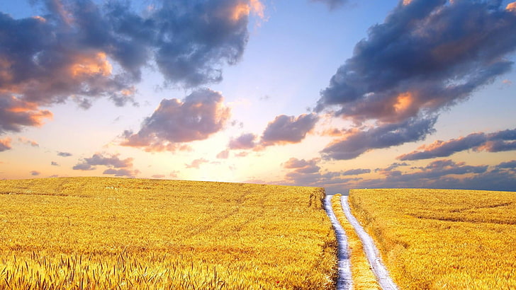 pathway, wheat field, summer, landscape, sky, wheat, field, path, HD wallpaper