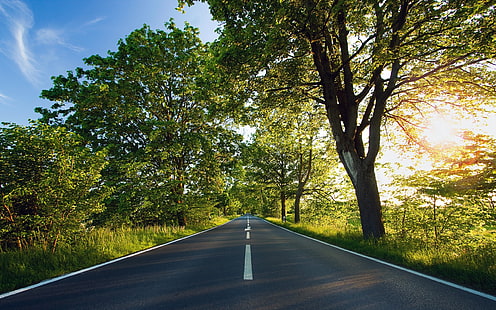 concrete road between trees, landscape, field, road, trees, sunlight, nature, HD wallpaper HD wallpaper