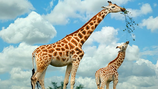 Two giraffes, Two, Giraffes, HD wallpaper HD wallpaper
