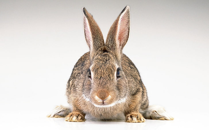 kelinci coklat, kelinci, kelinci, telinga, Wallpaper HD