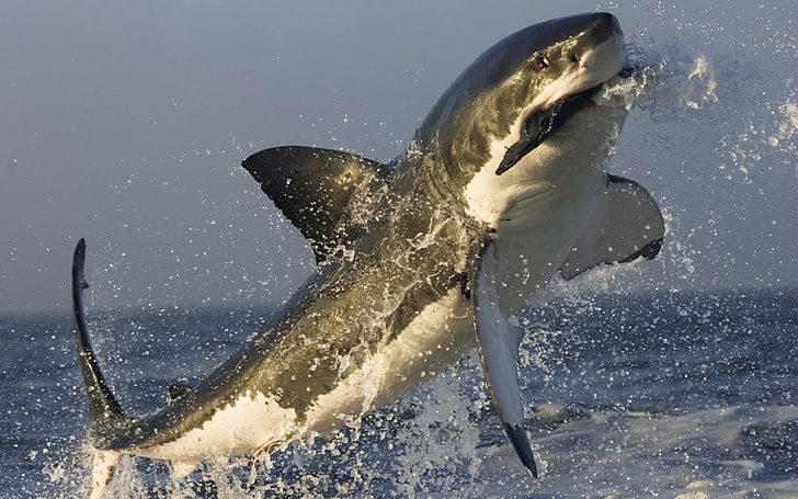 great white shark, shark, fish, catch, jump, splash, HD wallpaper