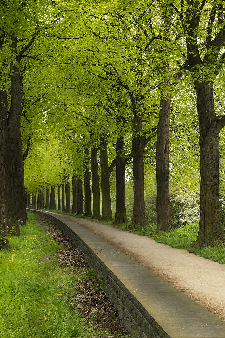 серая бетонная дорога между зелеными деревьями, зеленый туннель, серый, бетонная дорога, между ними, деревья, весна, велосипед, поездка, грязь, дерево, природа, лес, тропинка, на открытом воздухе, лист, дорога, зеленый цвет, пейзаж, сезон,парк - рукотворное пространство, осень, лесистая местность, HD обои, телефон обои