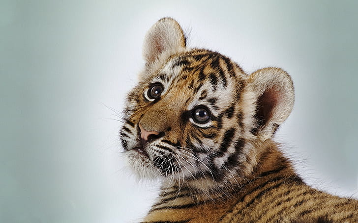 animais, animais bebê, gato, tigre, fundo simples, gato selvagem, HD papel de parede