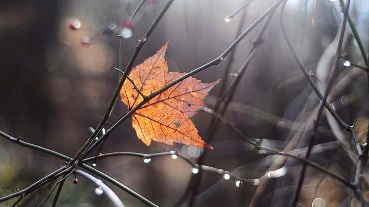 잎 가을 매크로 반사 분기 자연 계절 HD 아트, 가을, 잎, HD 배경 화면