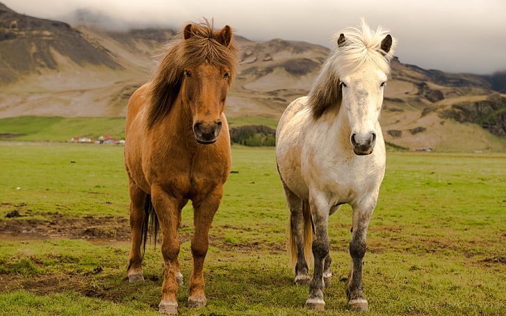 2つの茶色とベージュの馬 アイスランド 農場 馬 Hdデスクトップの壁紙 Wallpaperbetter