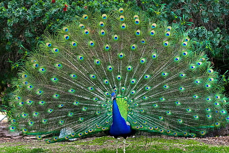 Colorful Bird Male Peacocks Spread Tail Feathers Desktop Wallpaper Hd, HD wallpaper HD wallpaper