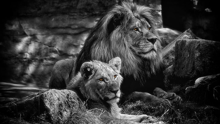 Cats, Lion, Animal, Big Cat, Black & White, Love, predator (Animal), HD wallpaper