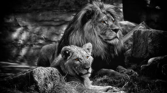 Chats, Lion, Animal, Grand Chat, Noir & Blanc, Amour, prédateur (Animal), Fond d'écran HD HD wallpaper