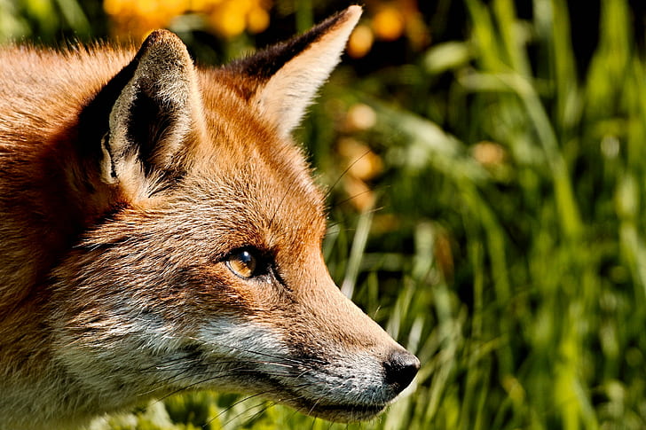 кафява лисица, лисица, лисица, кафяво, животно, червена лисица, дива природа, бозайник, месоядно животно, природа, животни в дивата природа, животни Лов, кучешки, диво куче, едно животно, трева, на открито, гора, HD тапет
