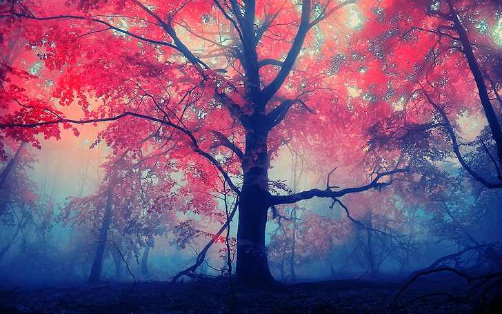 красное лиственное дерево, красный лист 3д роспись по дереву, деревья, лес, осень, туман, листья, HD обои