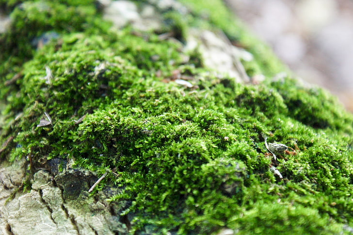 green moss, moss, close-up, grass, HD wallpaper
