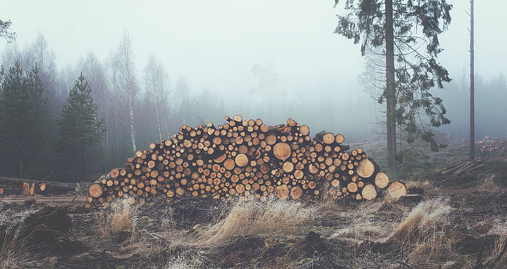 log, mist, landscape, nature, chopping, wood, forest, trees, photography, HD wallpaper