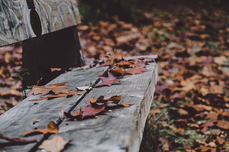green leaf lot, nature, fall, bench, leaves, fallen leaves, HD wallpaper