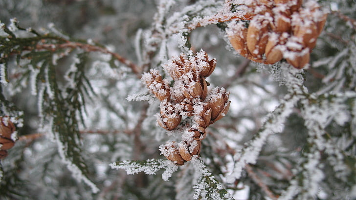 แหวนประดับเพชรสีทองมาโครธรรมชาติน้ำแข็งหิมะเย็นฤดูหนาวพืช, วอลล์เปเปอร์ HD