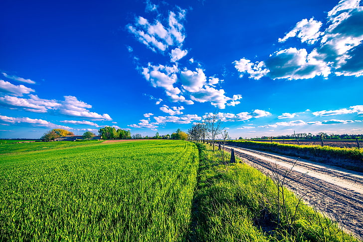 rice paddies, road, greens, the sky, the sun, clouds, field, HD wallpaper